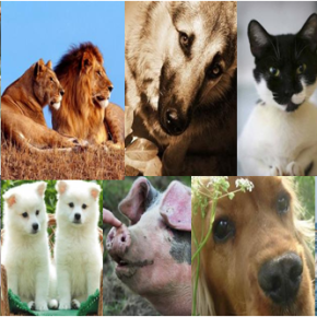 Animales que han salvado vidas – Historias Sorprendentes